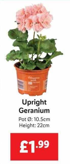 Lidl Upright geranium offer