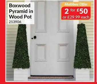 Boxwood pyramid in wood pot
