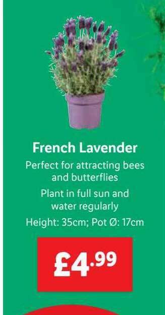 Lidl French lavender offer