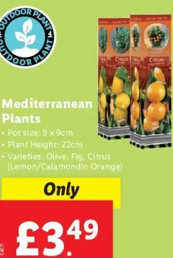 Lidl Mediterranean Plants • Pot size: • Varieties: Olive, Fig, Citrus (Lemon/Calamondin Orange) offer