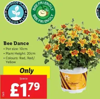 Lidl Bee Dance • Pot size: 10cm Plant Height: 20cm offer