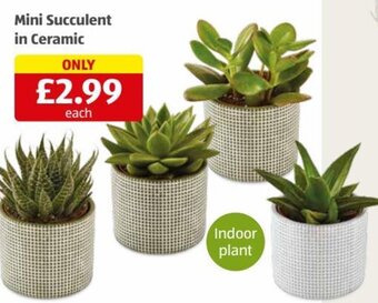 Aldi Mini Succulent in Ceramic offer