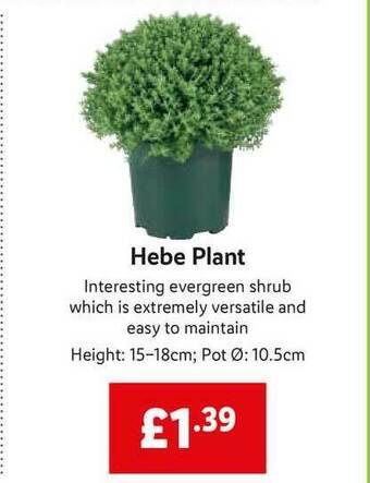 Lidl Hebe Plant offer