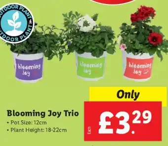 Lidl Blooming Joy Trio • Pot Size: 12cm • Plant Height: 18-22cm offer