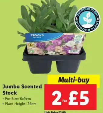 Lidl Jumbo Scented Stock • Pot Size: 6x9cm Plant Height: 25cm offer