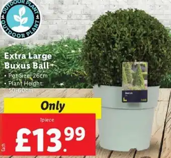 Costco Extra Large Buxus Ball offer