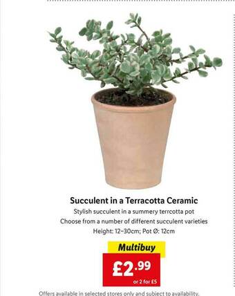 Lidl Succulent In A Terracotta Ceramic offer