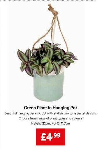 Lidl Green Plant In Hanging Pot offer