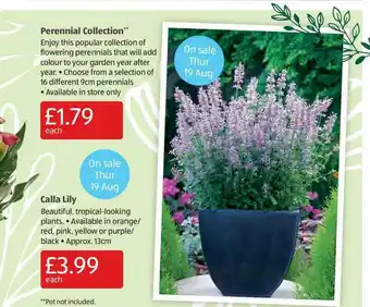 Aldi Perennial Collection Or Calla Lily offer