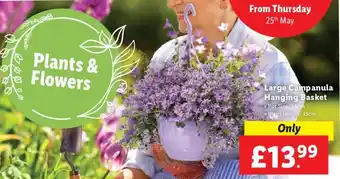 Lidl Large Campanula Hanging Basket offer