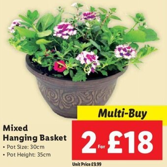 Lidl Mixed Hanging Basket offer