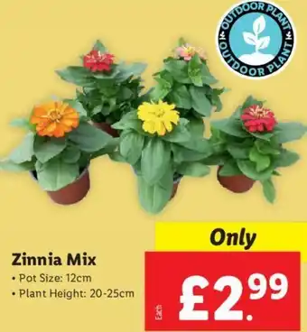 Lidl Zinnia Mix offer