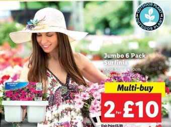 Lidl Jumbo 6 Pack Surfinia offer