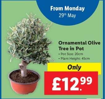 Lidl Ornamental Olive Tree in Pot offer