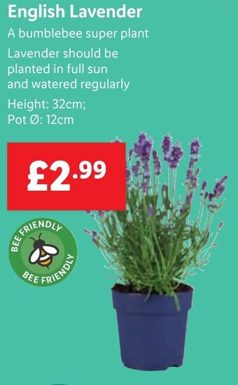 Lidl English Lavender offer