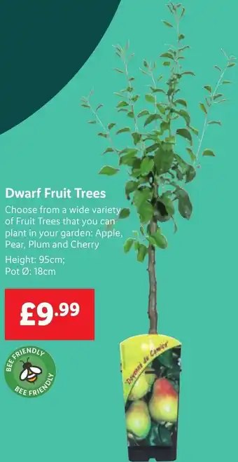 Lidl Dwarf Fruit Trees offer