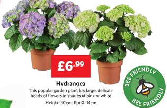 Lidl Hydrangea offer