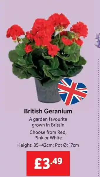 Lidl British Geranium offer