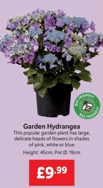 Lidl Garden Hydrangea offer