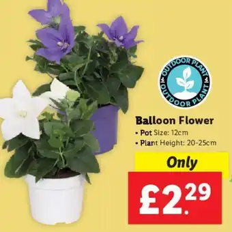 Lidl Balloon Flower • Pot Size: 12cm • Plant Height: 20-25cm offer