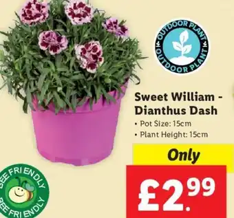 Lidl Sweet William - Dianthus Dash • Pot Size: 15cm • Plant Height: 15cm offer