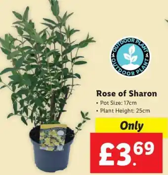 Lidl Rose of Sharon • Pot Size: 17cm • Plant Height: 25cm offer