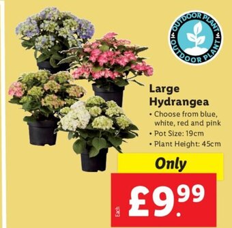 Lidl Large Hydrangea offer