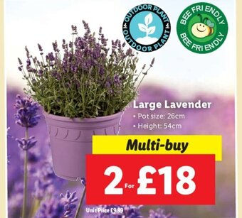 Lidl Large Lavender • Pot size: 26cm • Height: 54cm offer