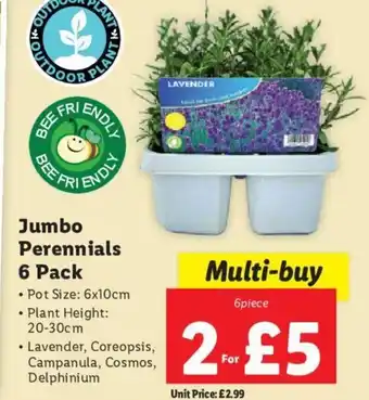 Lidl Jumbo Perennials 6 Pack • Pot Size: 6x10cmPlant Height: 20-30cm • Lavender, Coreopsis, Campanula, Cosmos, Delphinium offer