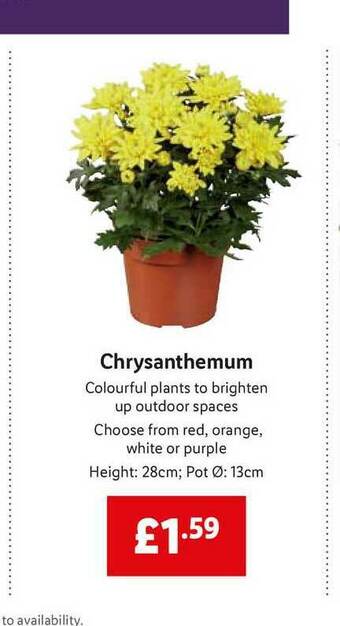 Lidl Chrysanthemum offer