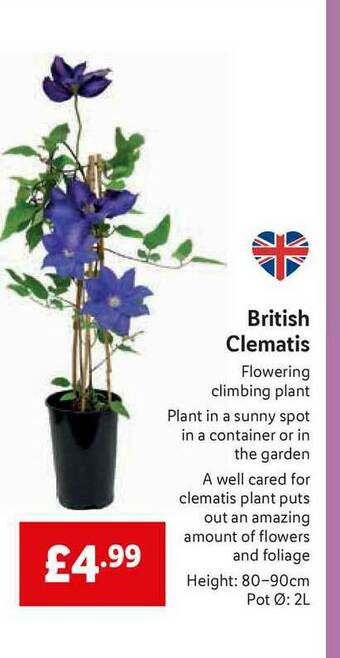 Lidl British Clematis offer