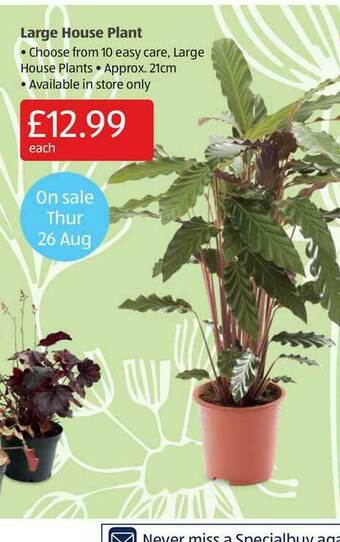 Aldi Large House Plant offer