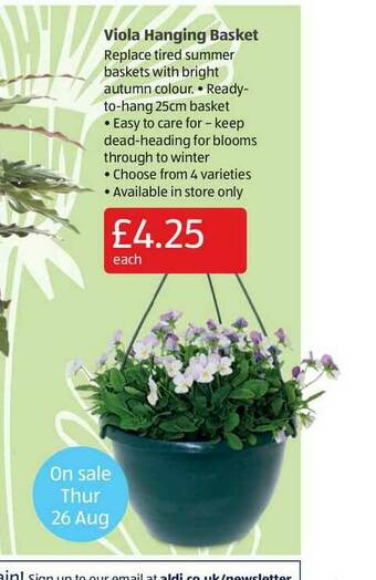 Aldi Viola Hanging Basket offer