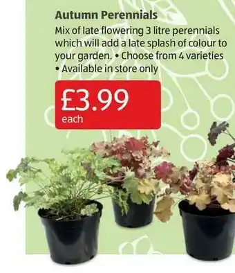 Aldi Autumn Perennials offer