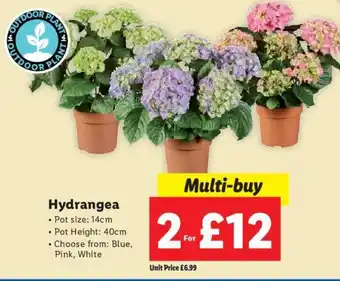 Lidl Hydrangea 2 for offer