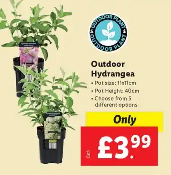 Lidl Outdoor Hydrangea offer
