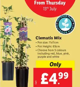 Lidl Clematis Mix offer