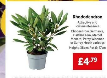 Lidl Rhododendron offer