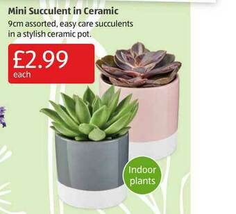 Aldi Mini Succulent In Ceramic offer
