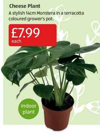 Aldi Cheese Plant offer