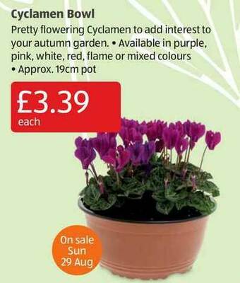 Aldi Cyclamen Bowl offer