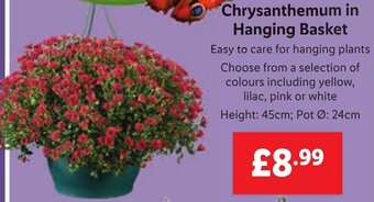Lidl Chrysanthemum in Hanging Basket offer