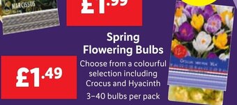 Lidl Spring Flowering Bulbs offer