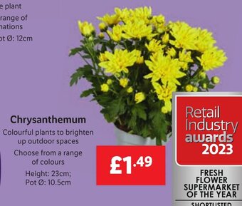 Lidl Chrysanthemum offer