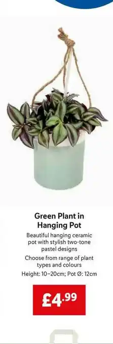 Lidl Green Plant In Hanging Pot offer