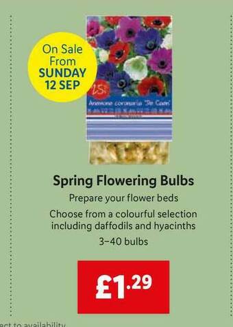 Lidl Spring Flowering Bulbs offer