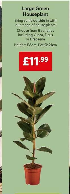 Lidl Large Green Houseplant offer