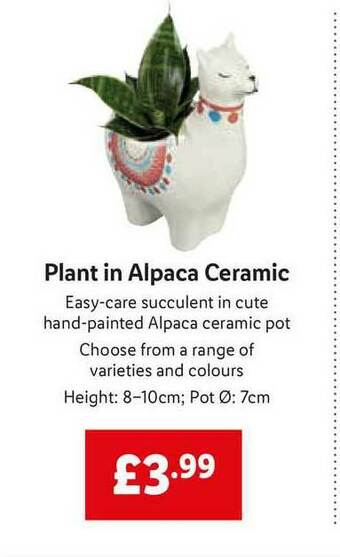 Lidl Plant In Alpaca Ceramic offer