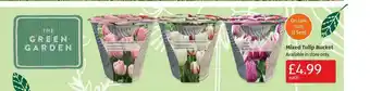 Aldi Mixed Tulip Bucket offer
