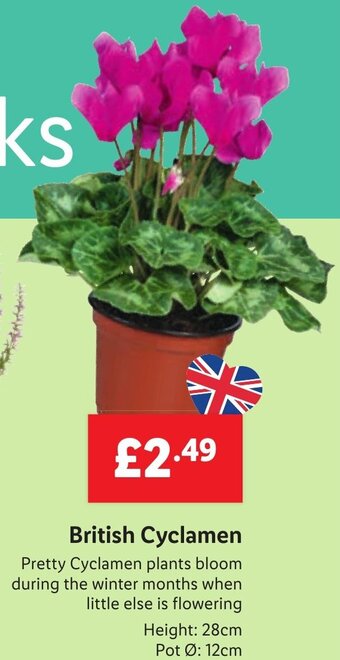 Lidl British Cyclamen offer